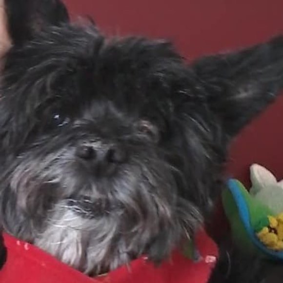 Meet your Posher, Judy - Picture 1 of 1